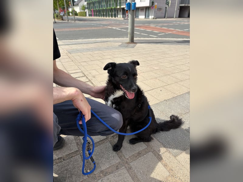 Freundlicher ELVIS möchte dich um seine hübschen Pfoten wickeln