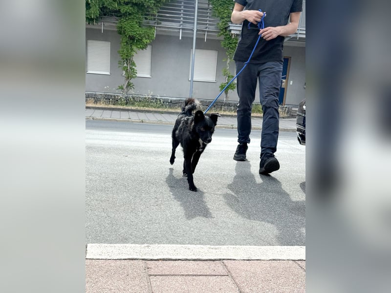 Freundlicher ELVIS möchte dich um seine hübschen Pfoten wickeln