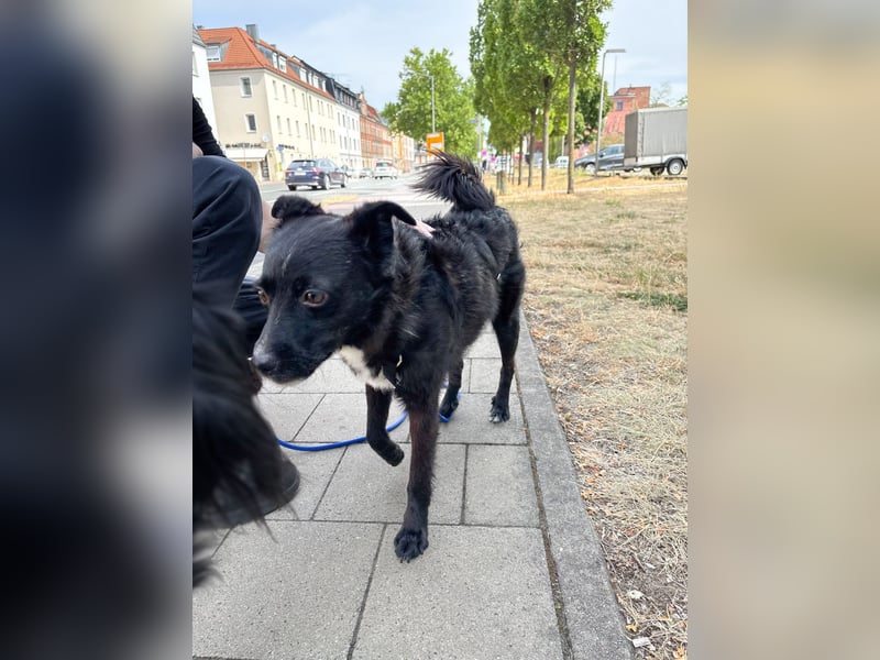 Freundlicher ELVIS möchte dich um seine hübschen Pfoten wickeln