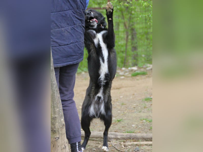 Freundlicher LEWI ist ein absoluter Gute-Laune-Hund