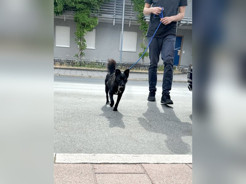 Freundlicher ELVIS möchte dich um seine hübschen Pfoten wickeln