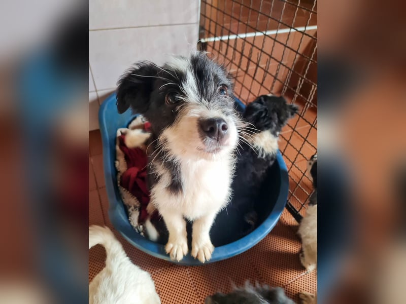 Neugieriger EDISON ist verspielt und liebt kuscheln