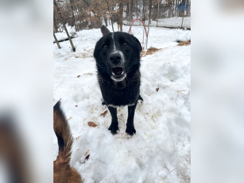 Freundlicher LEWI ist ein absoluter Gute-Laune-Hund