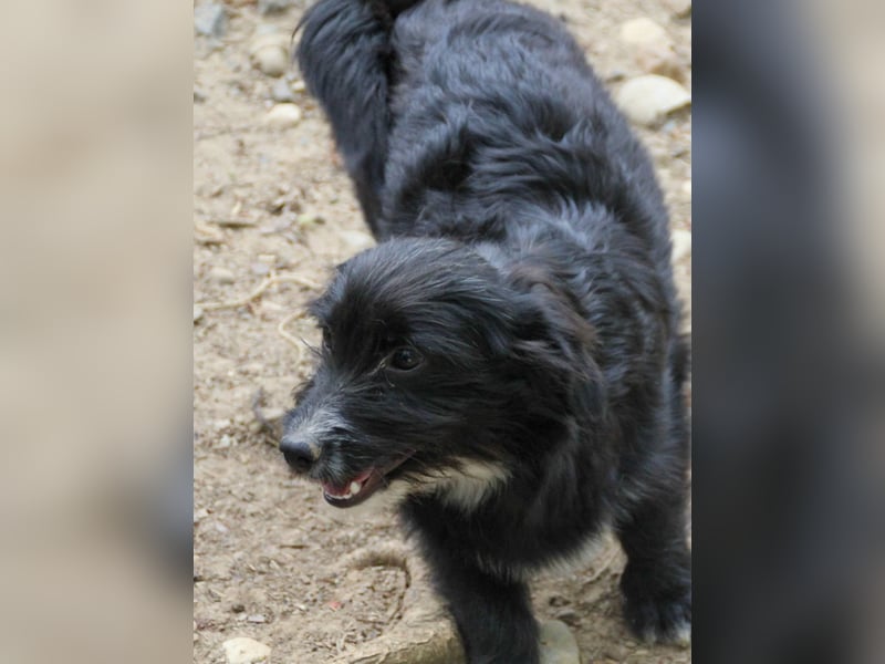 Verspielter TESLA - Traumbub mit dem Potential zum Herzenshund