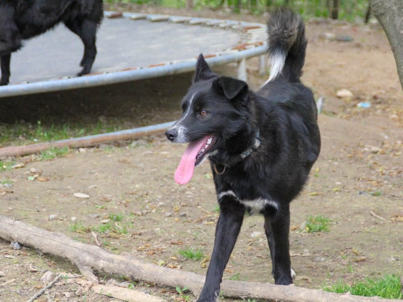 Freundlicher LEWI ist ein absoluter Gute-Laune-Hund