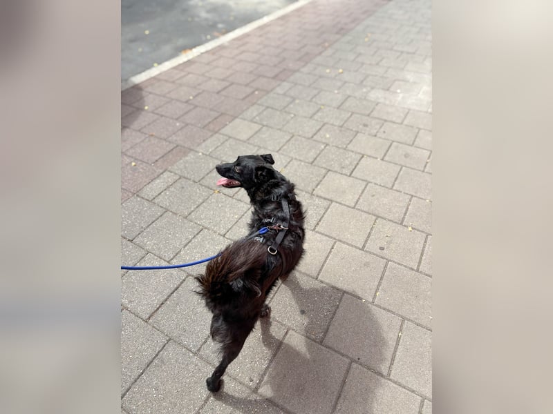 Freundlicher ELVIS möchte dich um seine hübschen Pfoten wickeln
