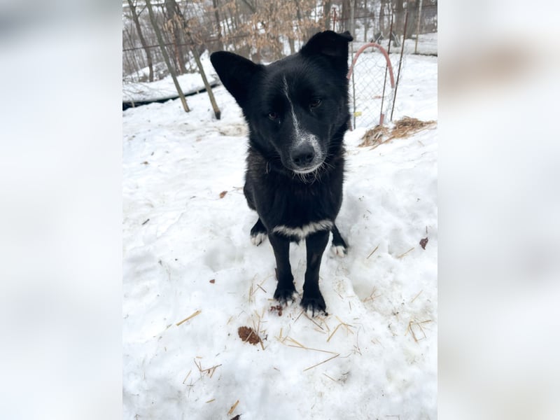 Freundlicher LEWI ist ein absoluter Gute-Laune-Hund