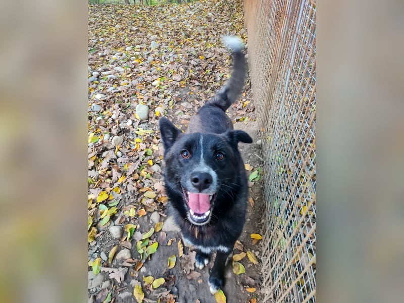 Freundlicher LEWI ist ein absoluter Gute-Laune-Hund