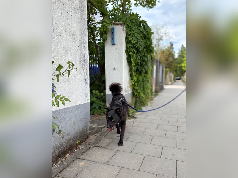 Freundlicher ELVIS möchte dich um seine hübschen Pfoten wickeln