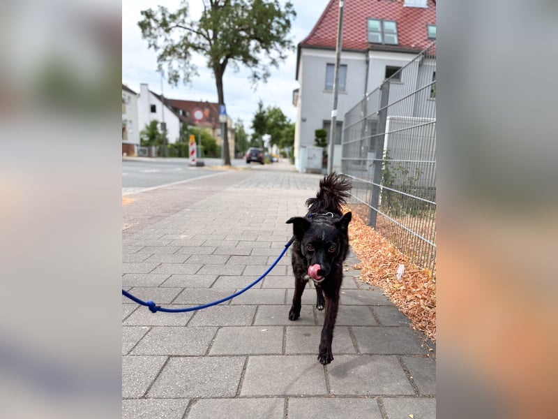 Freundlicher ELVIS möchte dich um seine hübschen Pfoten wickeln