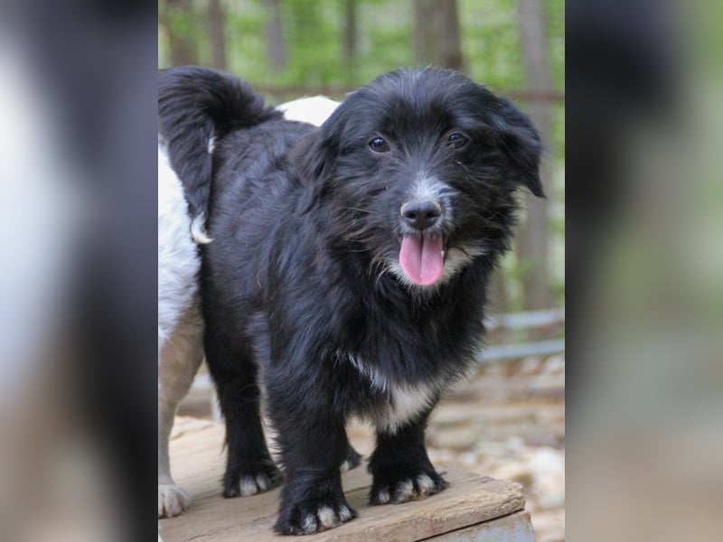 Herziger TESLA sucht Kuschelpartner fürs Leben