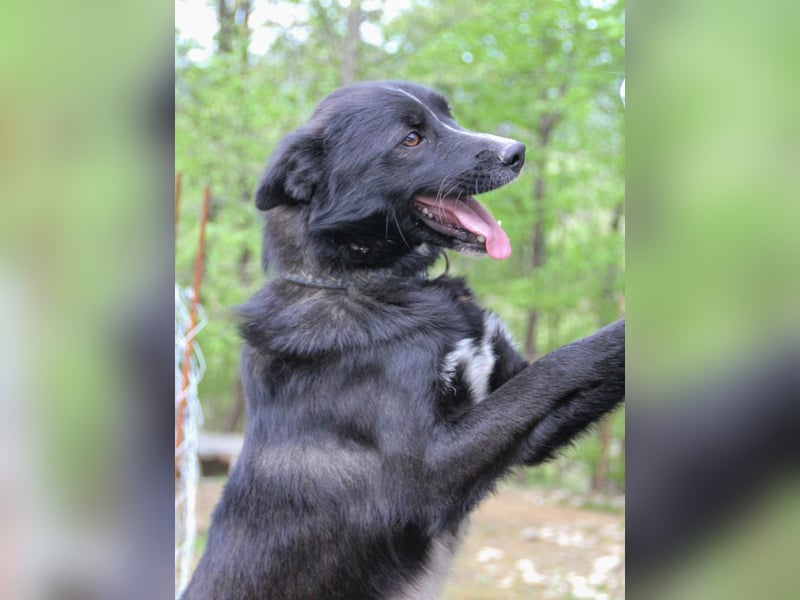 Freundlicher LEWI ist ein absoluter Gute-Laune-Hund