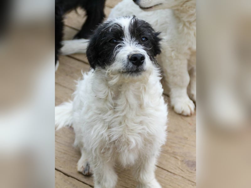 Herziger KELVIN sucht Kuschelpartner fürs Leben