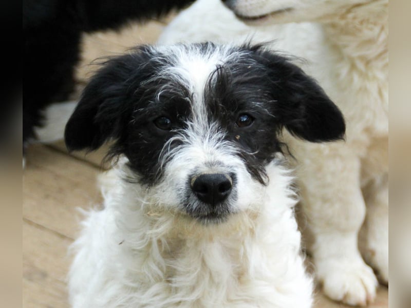 Charmanter KELVIN ist ein lustiger und freundlicher Hundebub