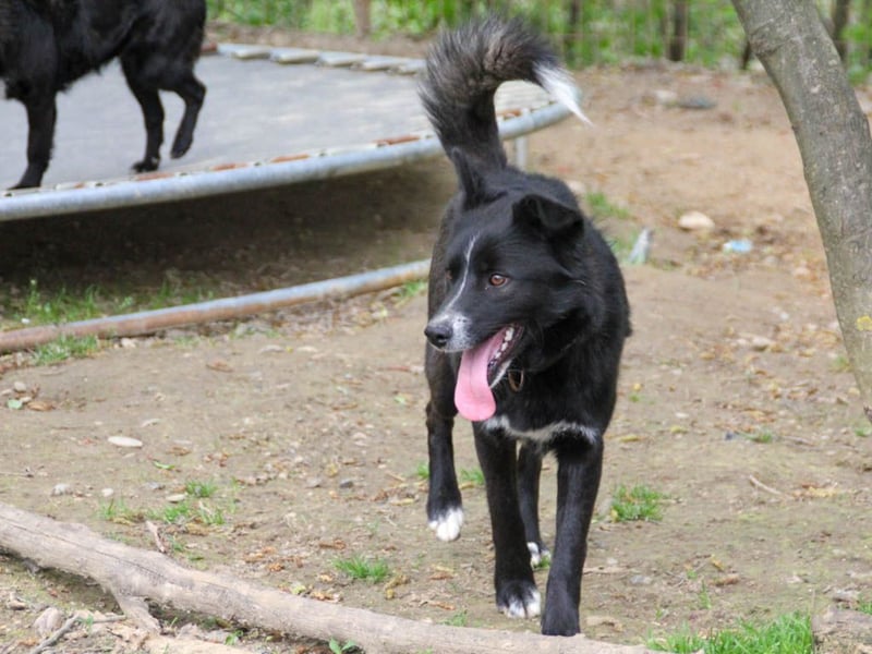 Freundlicher LEWI ist ein absoluter Gute-Laune-Hund