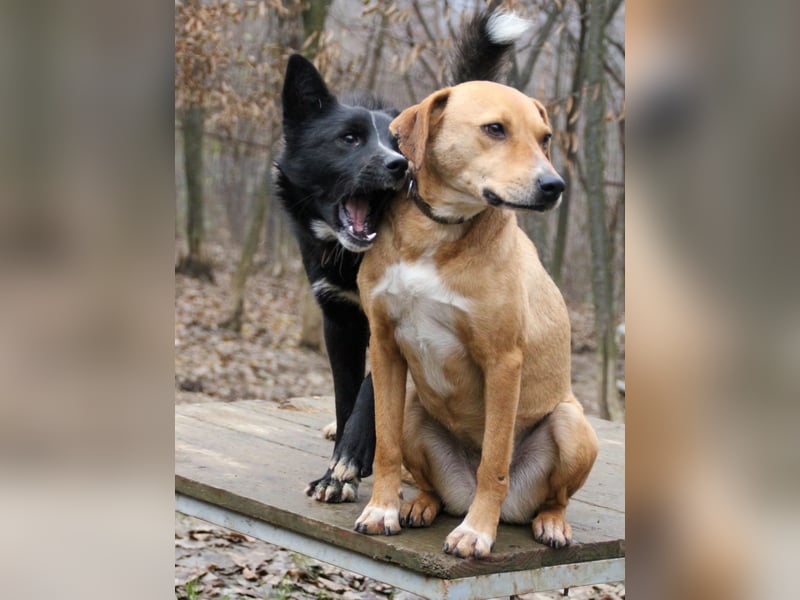 Liebevoller LEWI ist immer gut gelaunt und freundlich