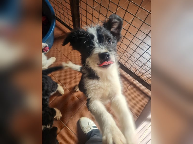 Neugieriger EDISON ist verspielt und liebt kuscheln