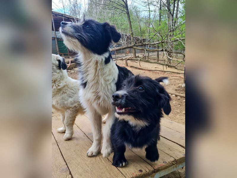 Verspielter TESLA - Traumbub mit dem Potential zum Herzenshund