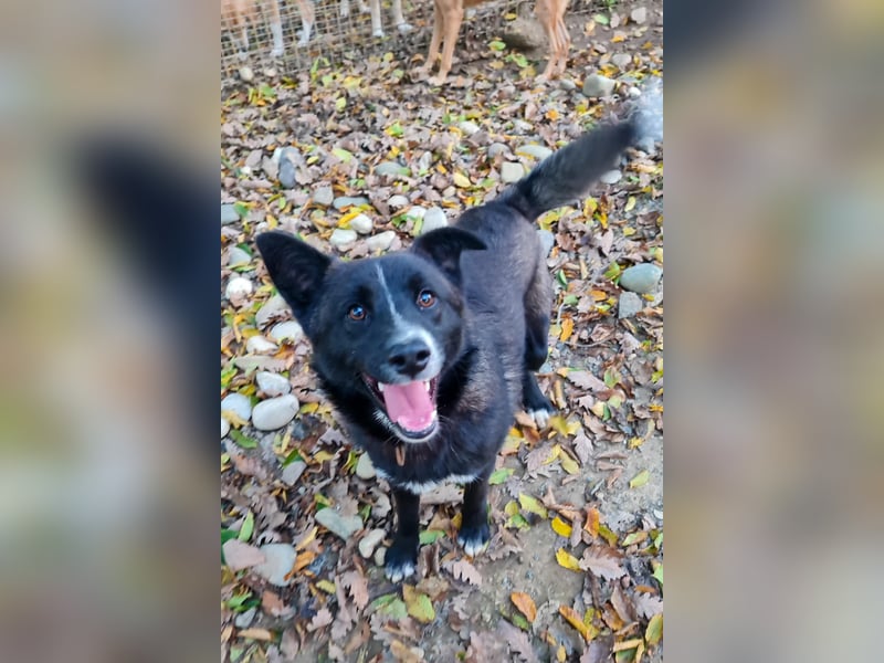 Freundlicher LEWI ist ein absoluter Gute-Laune-Hund