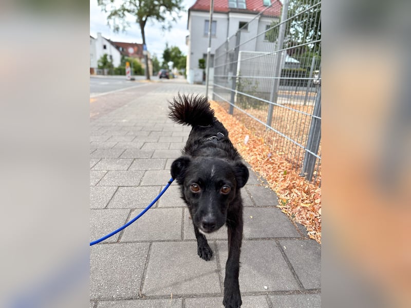 Freundlicher ELVIS möchte dich um seine hübschen Pfoten wickeln