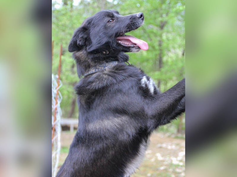Freundlicher LEWI ist ein absoluter Gute-Laune-Hund