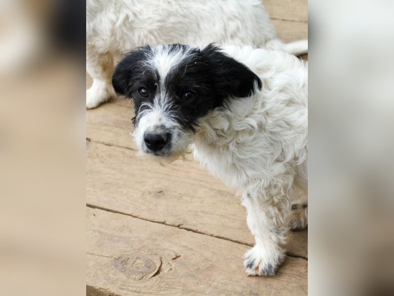 Herziger KELVIN sucht Kuschelpartner fürs Leben