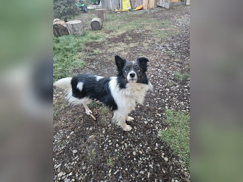 Max - sucht seine Familie
