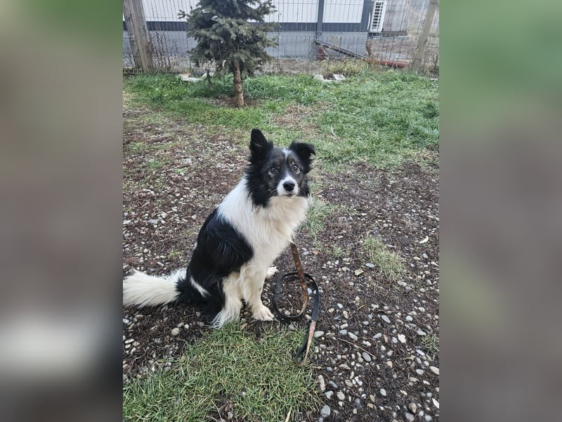 Max - sucht seine Familie