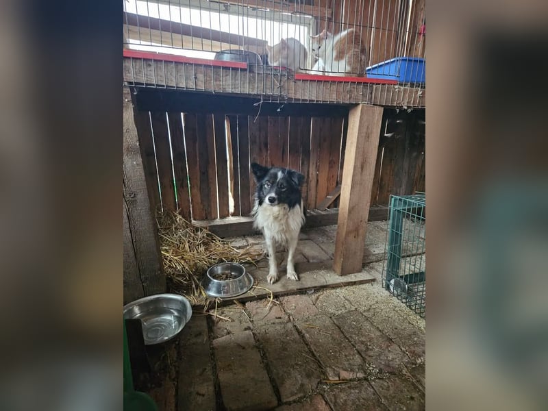 Max - sucht seine Familie