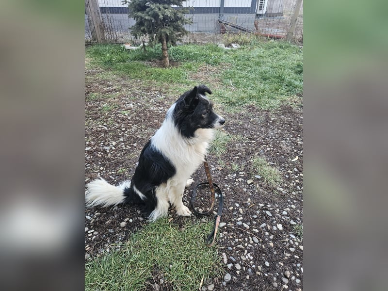 Max - sucht seine Familie