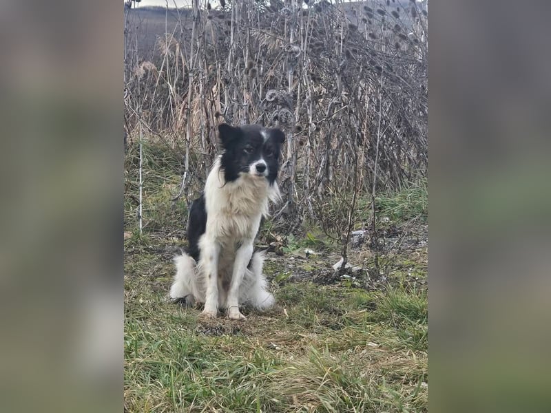 Max - sucht seine Familie