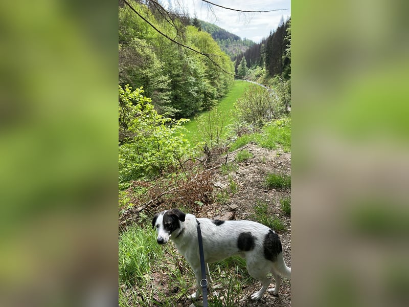 Enzo (4 Jahre) sucht ein neues tolles Zuhause!