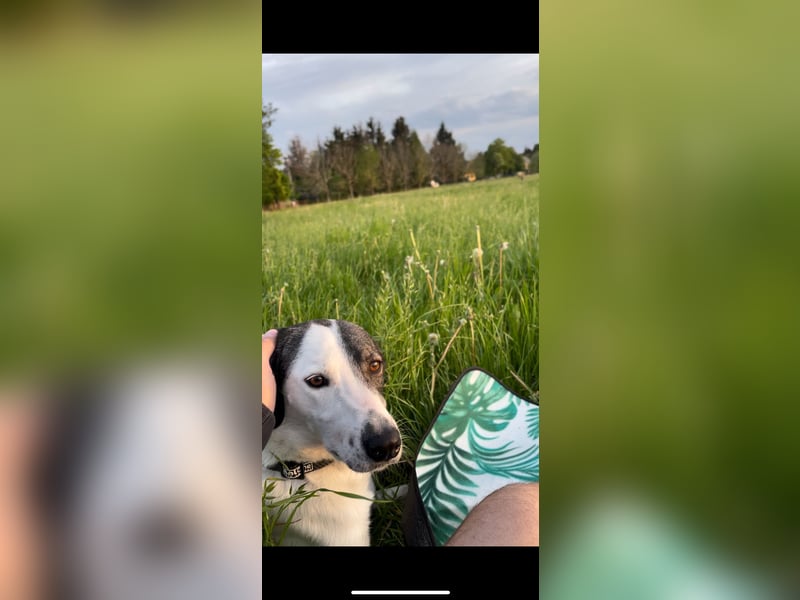Enzo (4 Jahre) sucht ein neues tolles Zuhause!