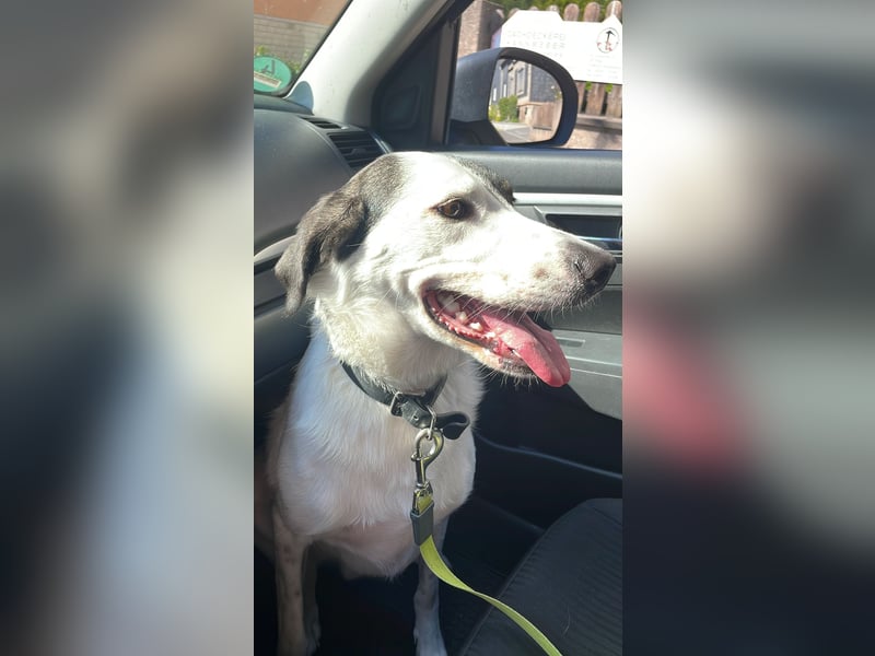 Enzo (4 Jahre) sucht ein neues tolles Zuhause!