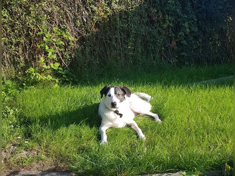 Enzo (4 Jahre) sucht ein neues tolles Zuhause!