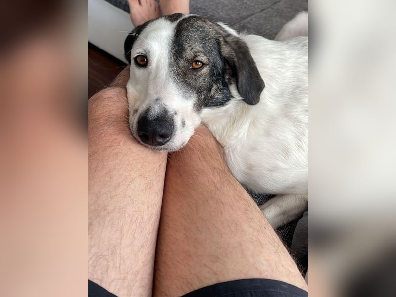 Enzo (4 Jahre) sucht ein neues tolles Zuhause!