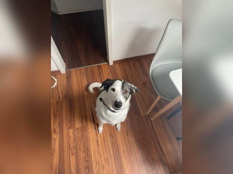 Enzo (4 Jahre) sucht ein neues tolles Zuhause!