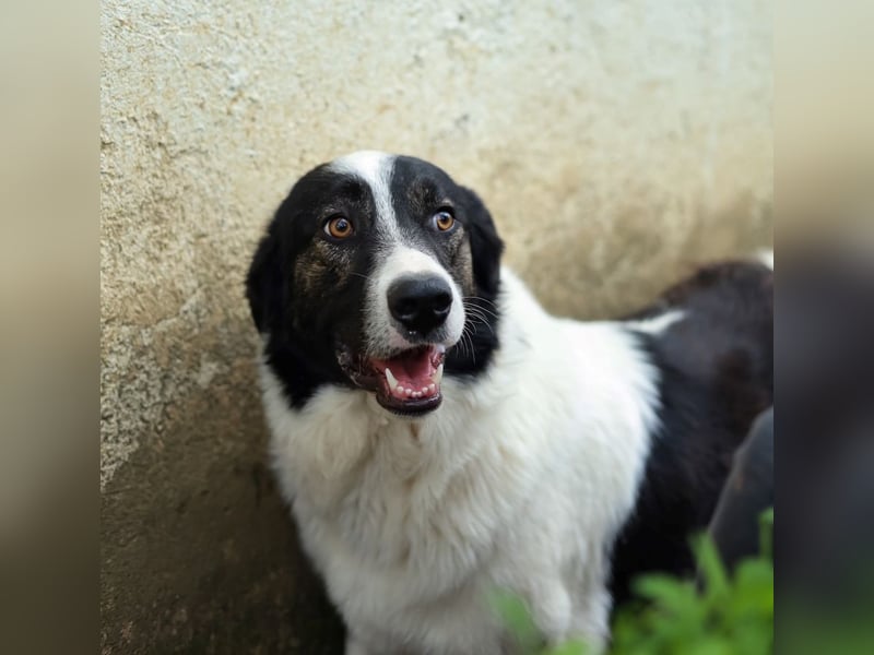 Manni - zurückhaltender,unsicherer Herdenschutzhund-Mix Junghund / z.Zt. noch in Rumänien