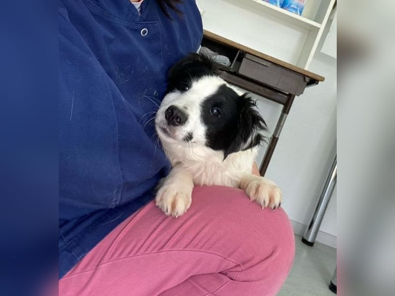 Colin - freundlicher, aktiver, verspielter Rüde / Pflegestelle in Hörstel-Riesenbeck