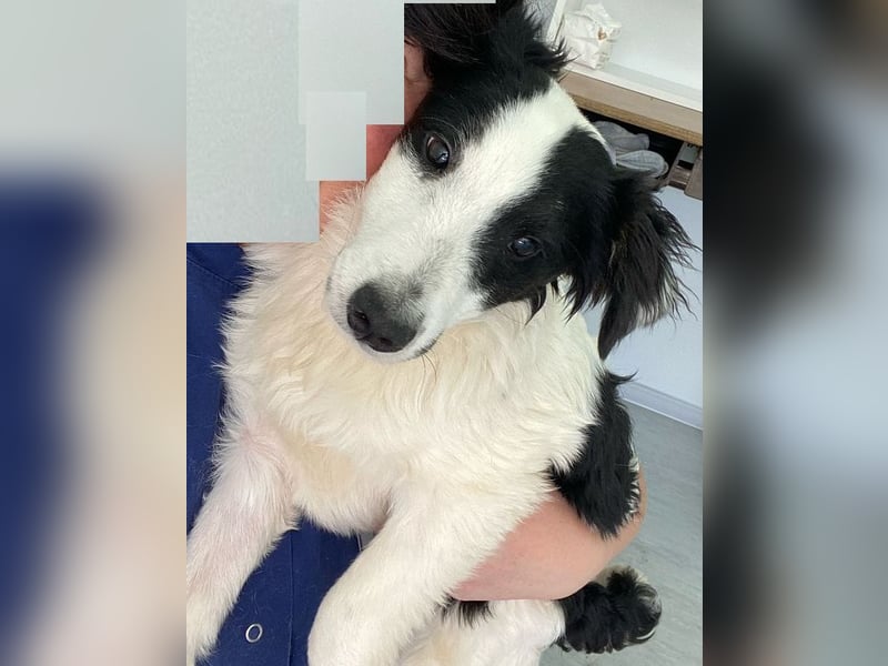 Colin - freundlicher, aktiver, verspielter Rüde / Pflegestelle in Hörstel-Riesenbeck