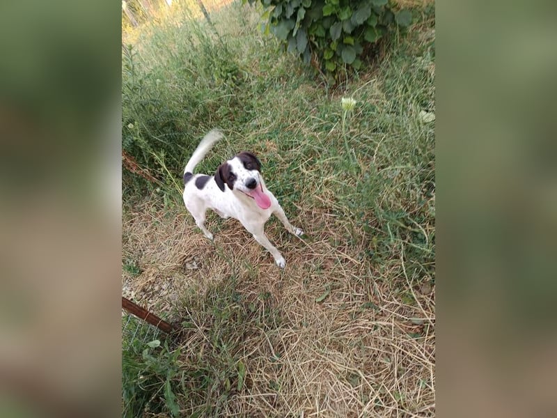 Billy - freundlicher, verträglicher, verspielter kleiner Rüde / z.Zt. noch in Rumänien