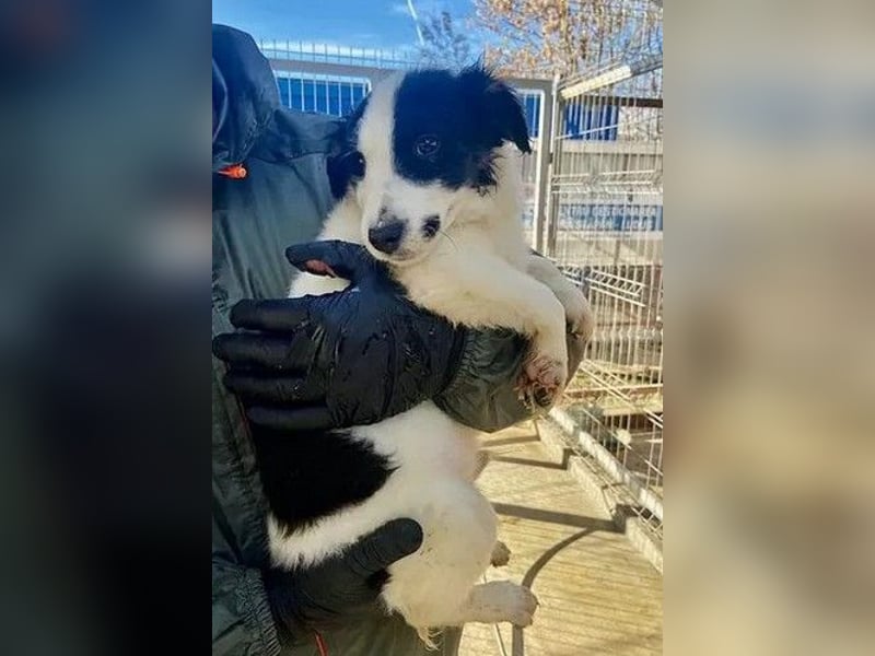 Colin - freundlicher, aktiver, verspielter Rüde / Pflegestelle in Hörstel-Riesenbeck