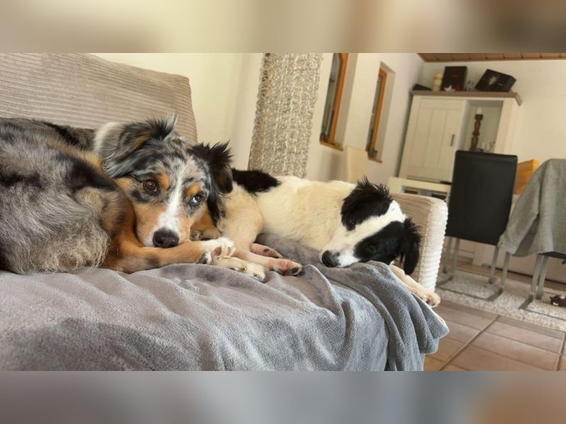 Colin - freundlicher, aktiver, verspielter Rüde / Pflegestelle in Hörstel-Riesenbeck