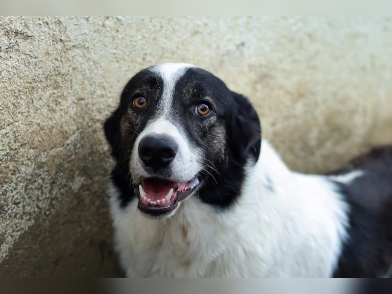 Manni - zurückhaltender,unsicherer Herdenschutzhund-Mix Junghund / z.Zt. noch in Rumänien