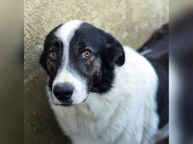 Manni - zurückhaltender,unsicherer Herdenschutzhund-Mix Junghund / z.Zt. noch in Rumänien