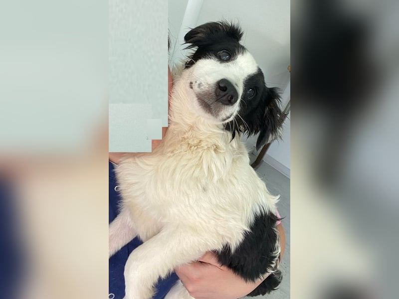 Colin - freundlicher, aktiver, verspielter Rüde / Pflegestelle in Hörstel-Riesenbeck