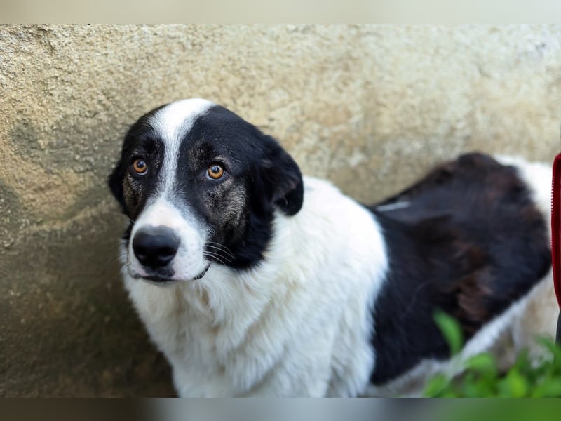 Manni - zurückhaltender,unsicherer Herdenschutzhund-Mix Junghund / z.Zt. noch in Rumänien