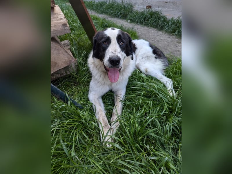 Baron - freundlicher, verschmuster Herdenschutzhund Mix Rüde / z.Zt. noch in Rumänien