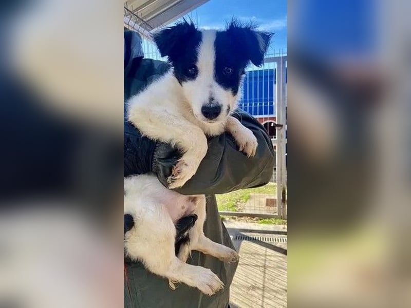 Colin - freundlicher, aktiver, verspielter Rüde / Pflegestelle in Hörstel-Riesenbeck