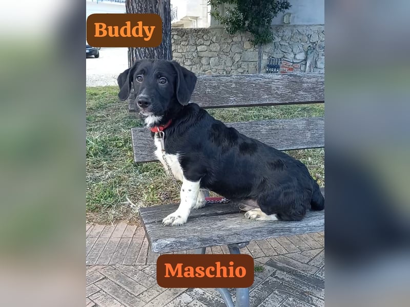 Buddy – ein kleiner, feiner Freund -